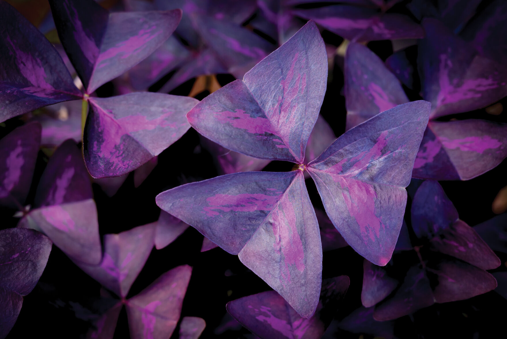 Purple shamrock